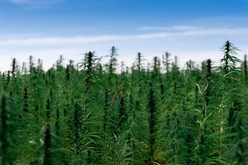 Marijuana plant at outdoor cannabis farm field