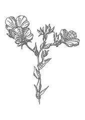 Obraz premium vector illustration of flowers linum