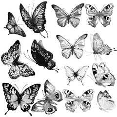 beautiful butterfly,black and white watercolor, isolated on a white