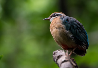 India Pitta bird sitting on the perch of tree with laving green background. The Bird have 9 different colors.