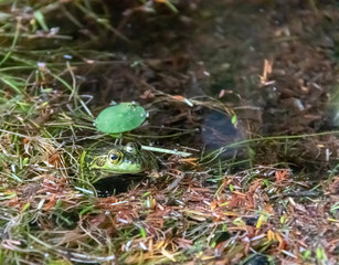 Mink Frog in Canadian marsh
