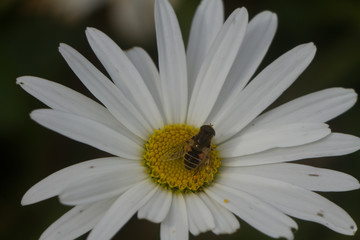 Close up of a bee pollenating a daisy flower