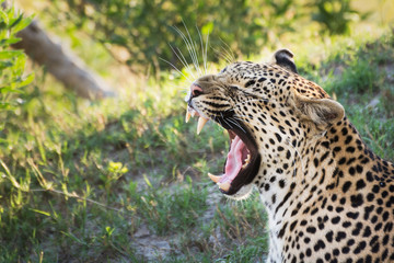 Leopard in Botswanan yawning
