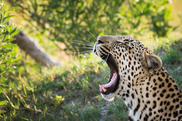 Leopard in Botswanan yawing
