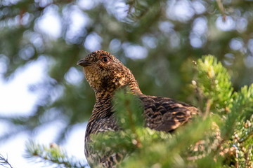 Spruce Grouse hen in Canadian forest