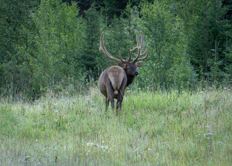 Elk in forest