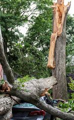 A tree splits and lands on a car during wind storm