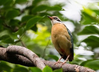 India Pitta bird sitting on the perch of tree with laving green background. The Bird have 9 different colors.