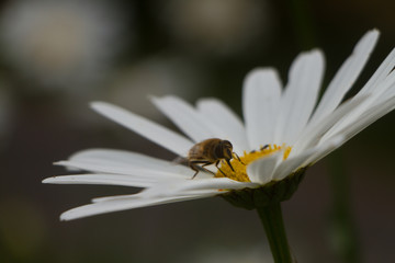 Bee collecting pollen from a white daisy flower selective focus