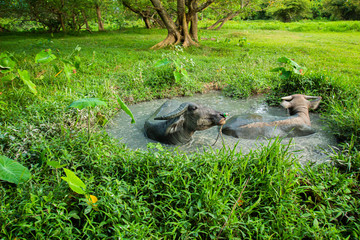 Thai buffalo, male and female, 2 in the mud pond, playing in the rice fields, Phuket, Thailand