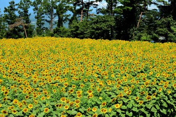 明野のひまわり畑