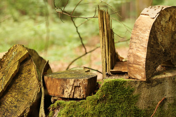 tree trunk cut into pieces in the forrest