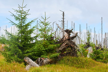 Natural forest regeneration without human intervention in national park Sumava (Bohemian Forest) near Polednik mount. Forest was destroyed in storm Kyrill and attacking by bark beetle, Czech Republic