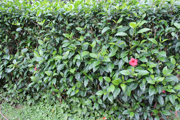 Ibirapuera