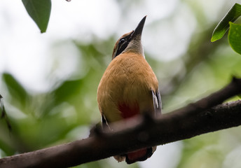 India Pitta bird sitting on the perch of tree with laving green background. The Bird have 9 different colors.