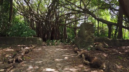 Fernando de Noronha Island, a UNESCO World Heritage, Pernambuco, Brazil - July, 2019 - Beautiful Tropical forest 4k footage trail with huge Ficus Banyan trees.