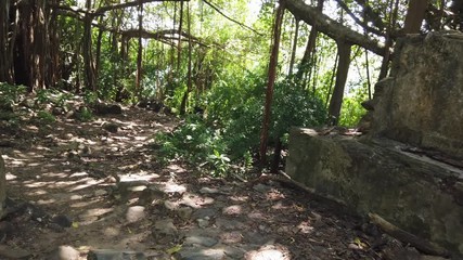 Fernando de Noronha Island, a UNESCO World Heritage, Pernambuco, Brazil - July, 2019 - Beautiful Tropical forest 4k footage trail with huge Ficus Banyan trees.