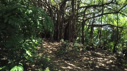 Fernando de Noronha Island, a UNESCO World Heritage, Pernambuco, Brazil - July, 2019 - Beautiful Tropical forest 4k footage trail with huge Ficus Banyan trees.