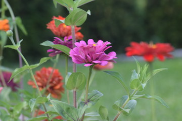 Obraz premium Kwiaty