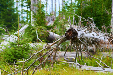 Natural forest regeneration without human intervention in national park Sumava (Bohemian Forest) near Polednik mount. Forest was destroyed in storm Kyrill and attacking by bark beetle, Czech Republic