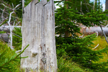 Natural forest regeneration without human intervention in national park Sumava (Bohemian Forest)...