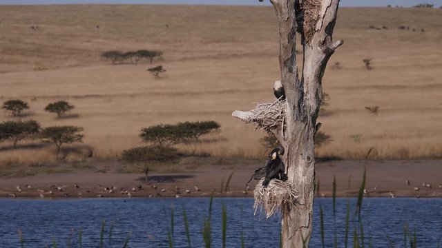 White-Crested cormorant 