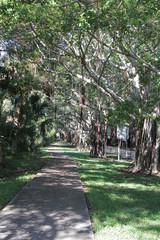 Banyan Trees lining Bridge Rd to Jupiter Island Florida 