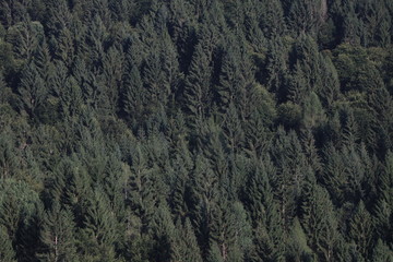 pine tree in mountains