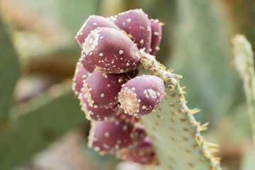 Grappe de figues de Barbarie rouge sur leur cactus avant récolte, agriculture des îles Corse, Sicile et Sardaigne pour faire la confiture de figues
