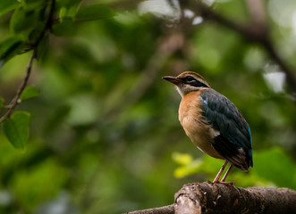 India Pitta bird sitting on the perch of tree with laving green background. The Bird have 9 different colors.