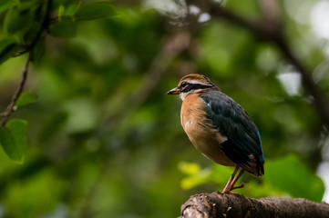 India Pitta bird sitting on the perch of tree with laving green background. The Bird have 9 different colors.