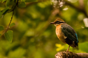India Pitta bird sitting on the perch of tree with laving green background. The Bird have 9 different colors.
