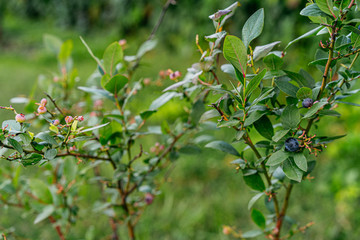 Obraz premium ripe blueberry cluster on a blueberry bush