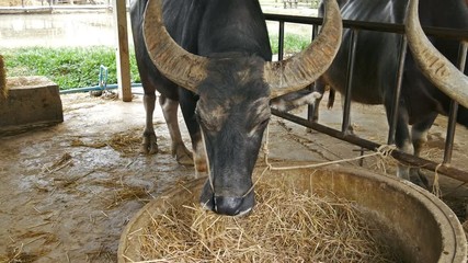 Video 4k of water buffalo resting at farm