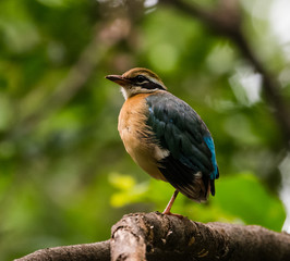 Fototapeta premium India Pitta bird sitting on the perch of tree with laving green background. The Bird have 9 different colors.