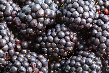 many ripe fresh blackberries close up