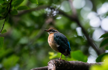India Pitta bird sitting on the perch of tree with laving green background. The Bird have 9 different colors.