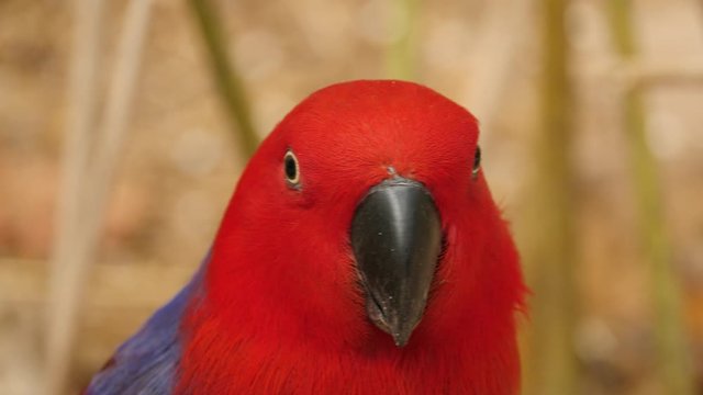 Red Amazon Parrot