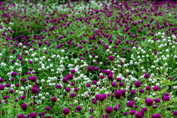 久住高原のセンニチコウ