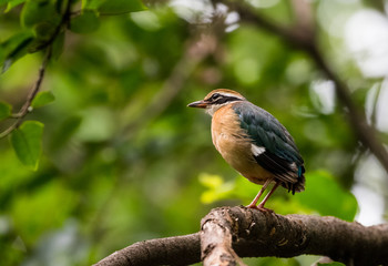 India Pitta bird sitting on the perch of tree with laving green background. The Bird have 9 different colors.