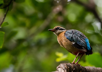 India Pitta bird sitting on the perch of tree with laving green background. The Bird have 9 different colors.