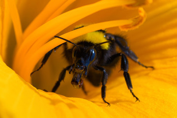 Bumblebee and orange daylily flower. Bumblebee collects nectar on a daylily flower. Bumblebee playing hide and seek. Close-up view.