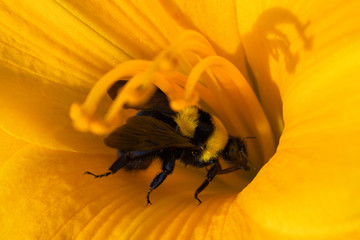 Bumblebee and orange daylily flower. Bumblebee collects nectar on a daylily flower. Bumblebee playing hide and seek. Close-up view.
