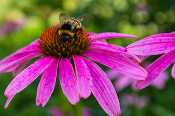 Bumblebee on flower Echinacea purpurea. Flower fields of medicinal plants. Insect closeup.