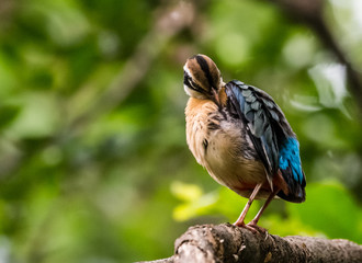India Pitta bird sitting on the perch of tree with laving green background. The Bird have 9 different colors.