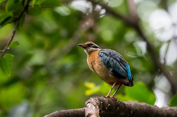 India Pitta bird sitting on the perch of tree with laving green background. The Bird have 9 different colors.