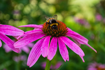 Bumblebee on flower Echinacea purpurea. Flower fields of medicinal plants. Insect closeup.