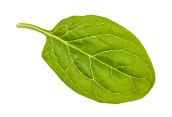 Obraz premium back side of fresh leaf of baby spinach isolated