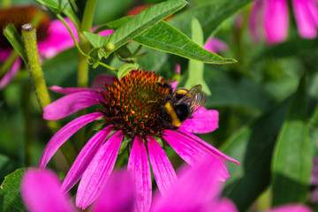 Bumblebee on flower Echinacea purpurea. Flower fields of medicinal plants. Insect closeup.