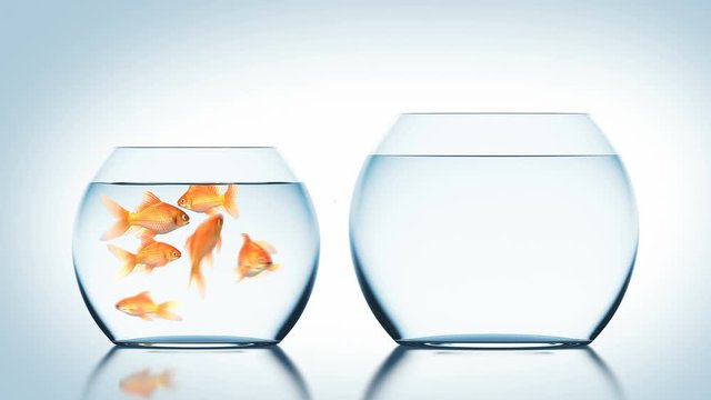 Goldfish Jumps into Another Fishbowl, Beautiful 3d Animation, 4K Ultra HD 3840x2160